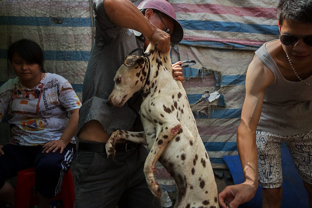 玉林大市场的一只狗被从笼子里取出来。