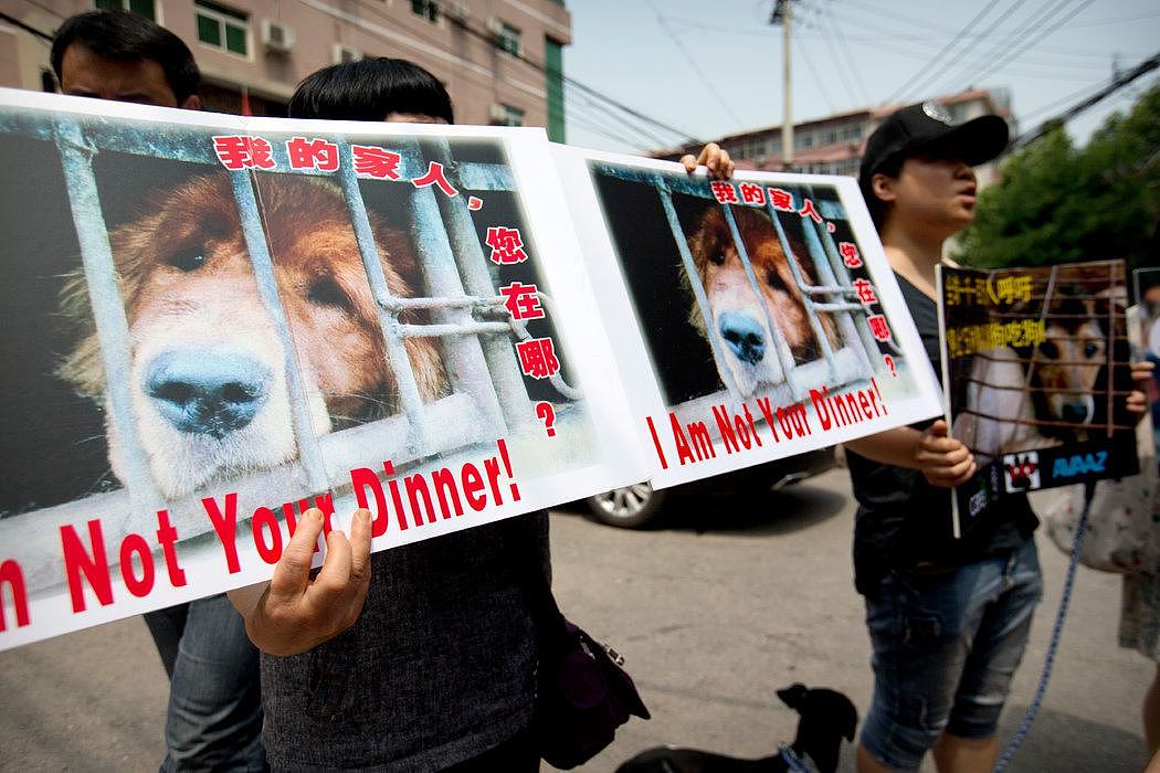 2016年，动物权益保护者在玉林市政府驻北京办事处外抗议。