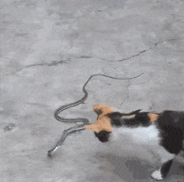 猫咪与蛇的纠葛，从它们的祖辈就开始了