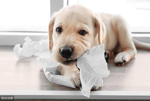 怎样才能防止狗狗不拆家？你知道原因吗？这几个办法你想到了吗？