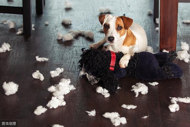 怎样才能防止狗狗不拆家？你知道原因吗？这几个办法你想到了吗？