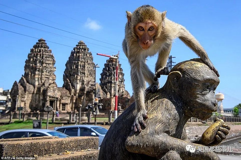 疫情之下，泰国猴子占城为王扫荡街头！当地政府：集体阉割（组图） - 1
