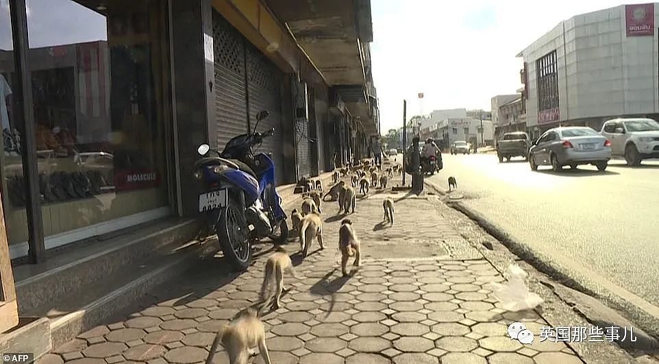 疫情之下，泰国猴子占城为王扫荡街头！当地政府：集体阉割（组图） - 5