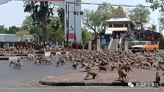 疫情之下，泰国猴子占城为王扫荡街头！当地政府：集体阉割（组图） - 4