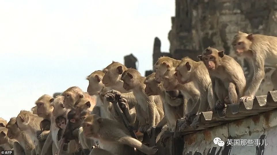 疫情之下，泰国猴子占城为王扫荡街头！当地政府：集体阉割（组图） - 6