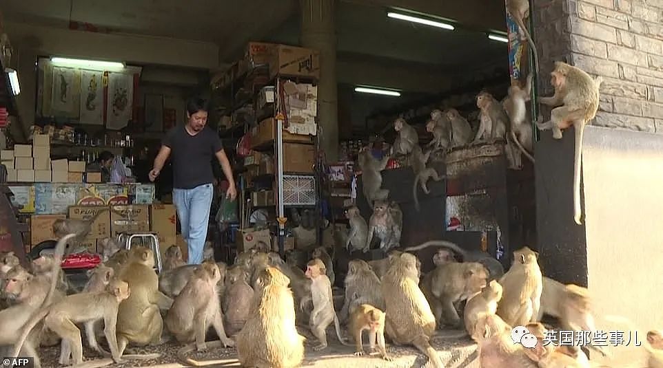 疫情之下，泰国猴子占城为王扫荡街头！当地政府：集体阉割（组图） - 7