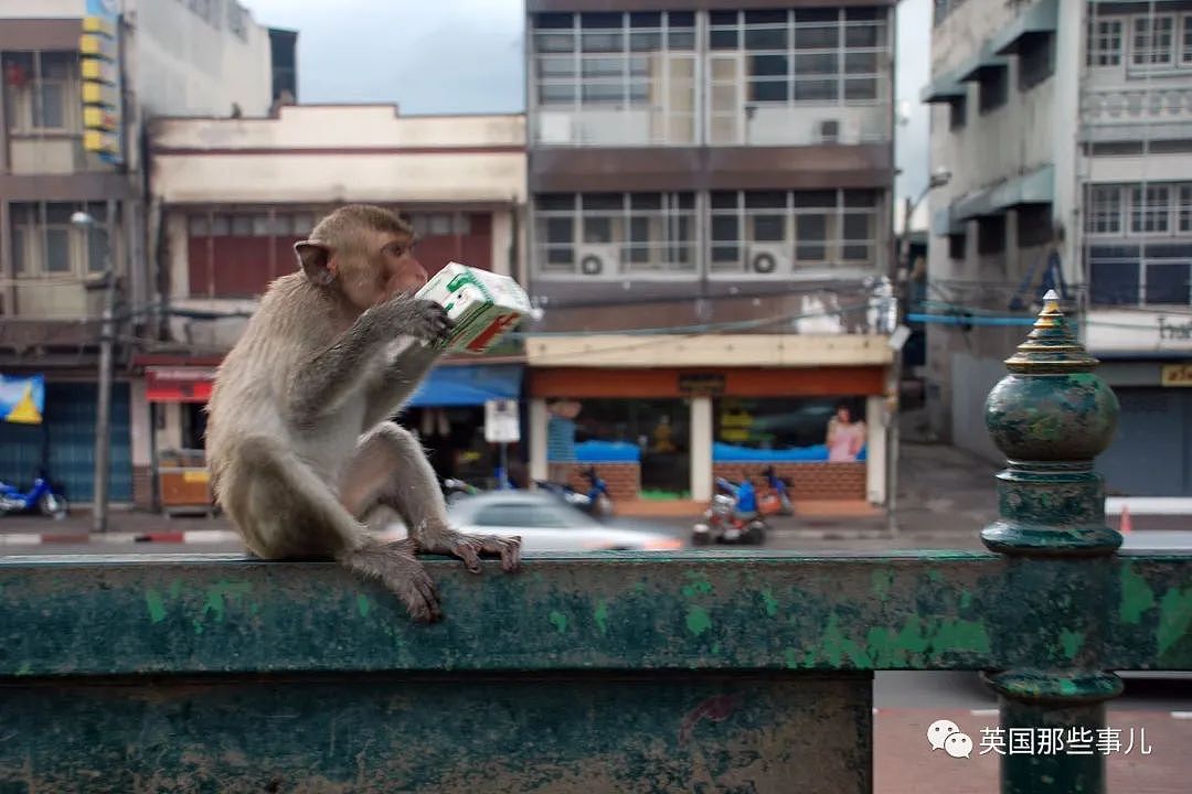 疫情之下，泰国猴子占城为王扫荡街头！当地政府：集体阉割（组图） - 9