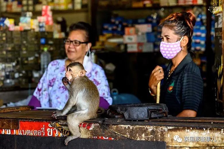 疫情之下，泰国猴子占城为王扫荡街头！当地政府：集体阉割（组图） - 11