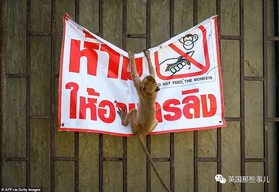 疫情之下，泰国猴子占城为王扫荡街头！当地政府：集体阉割（组图） - 15