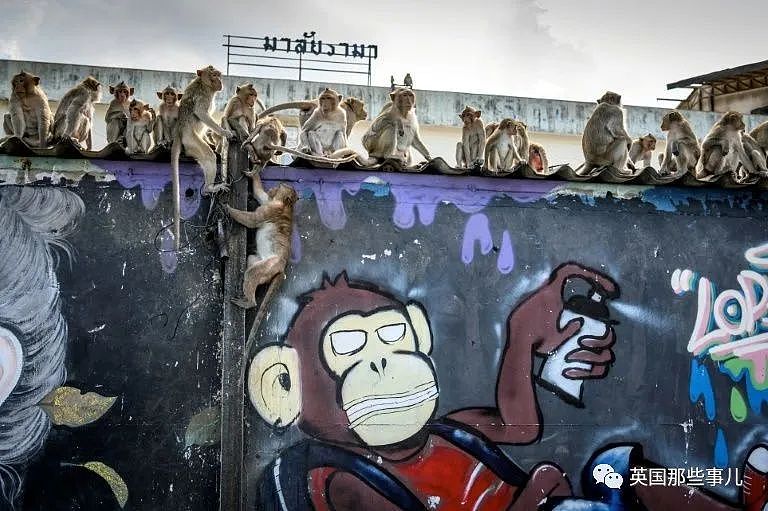 疫情之下，泰国猴子占城为王扫荡街头！当地政府：集体阉割（组图） - 17