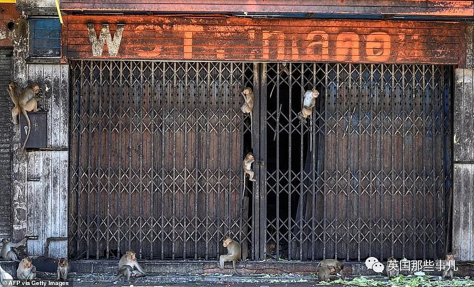 疫情之下，泰国猴子占城为王扫荡街头！当地政府：集体阉割（组图） - 20