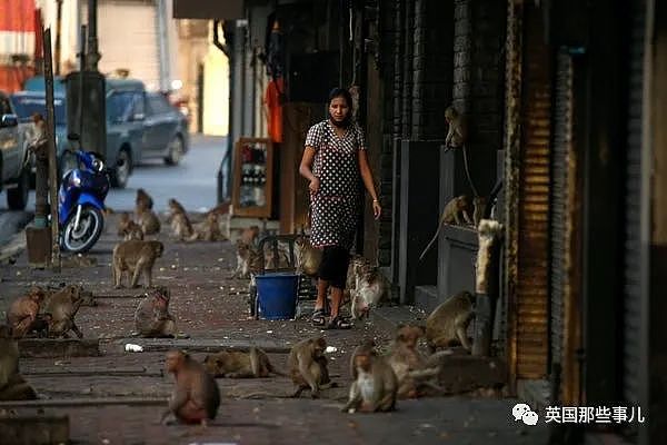 疫情之下，泰国猴子占城为王扫荡街头！当地政府：集体阉割（组图） - 23