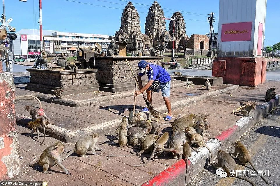 疫情之下，泰国猴子占城为王扫荡街头！当地政府：集体阉割（组图） - 25