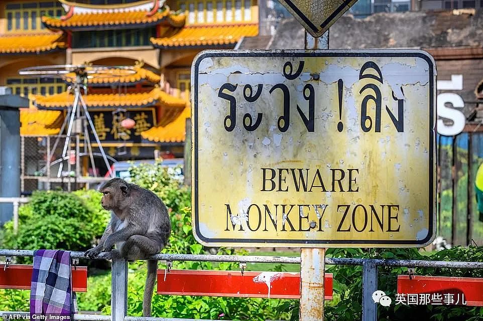 疫情之下，泰国猴子占城为王扫荡街头！当地政府：集体阉割（组图） - 29