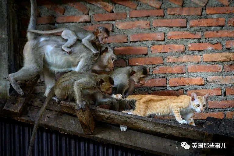 疫情之下，泰国猴子占城为王扫荡街头！当地政府：集体阉割（组图） - 30