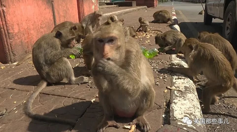 疫情之下，泰国猴子占城为王扫荡街头！当地政府：集体阉割（组图） - 34