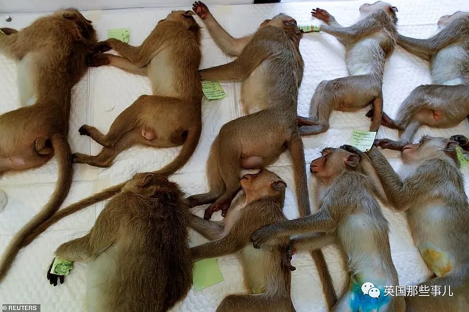 疫情之下，泰国猴子占城为王扫荡街头！当地政府：集体阉割（组图） - 44