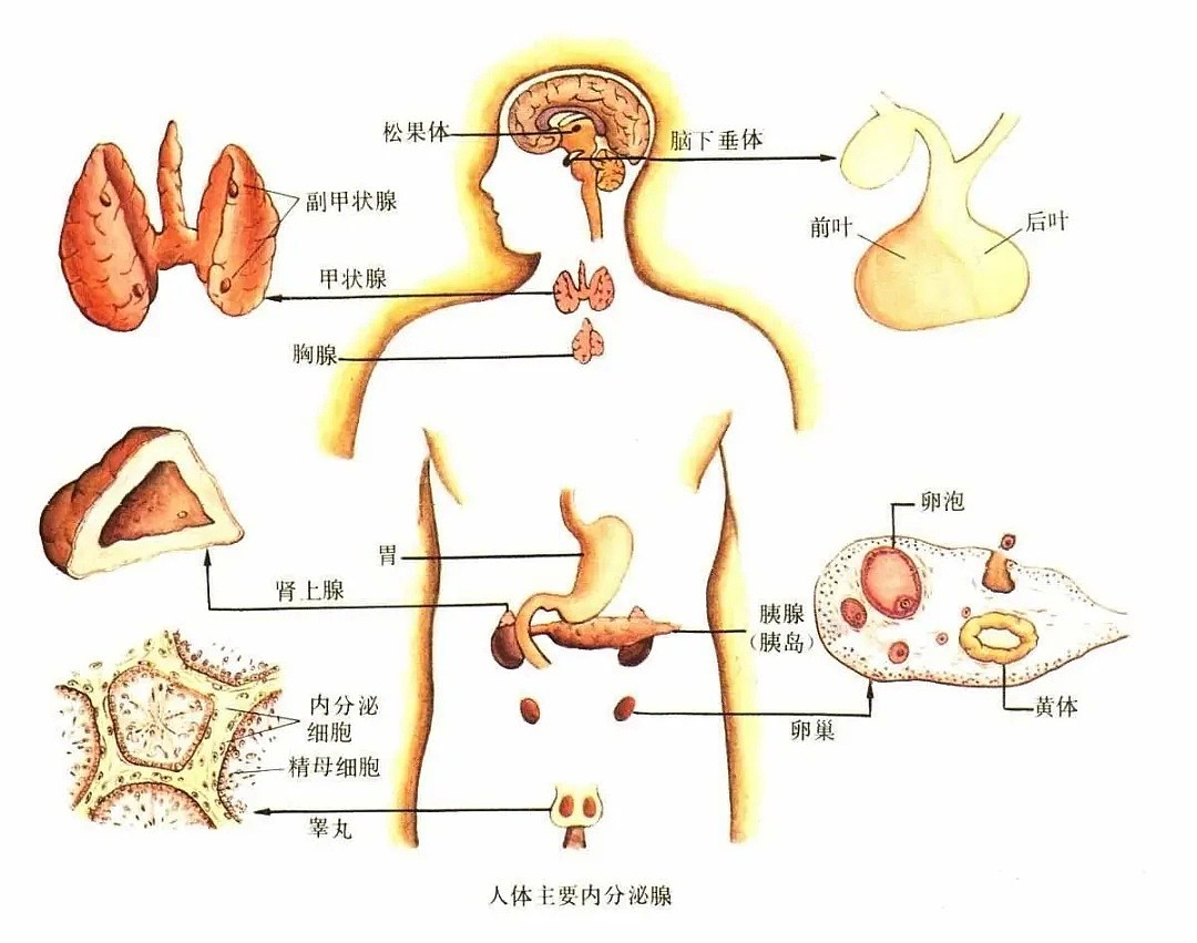 澳洲华人注意！你家这个东西确认致癌，超市这些常见洗护产品含有害物，过量或致癌，赶紧自查 - 29