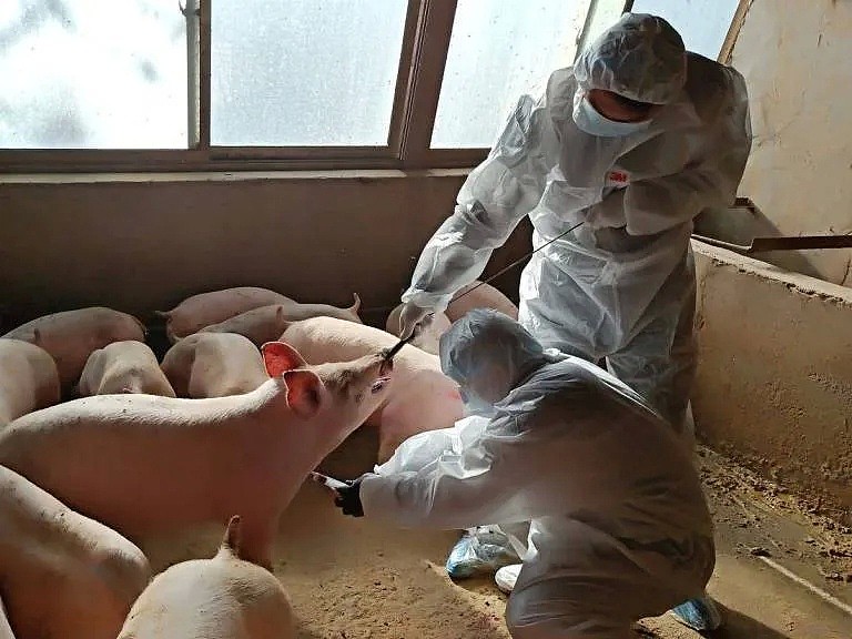中国发现新型病毒，具大流行病潜力，人类几乎无免疫力！专家称要加强监测，不能轻视，网友：猪肉还能吃吗？ - 29