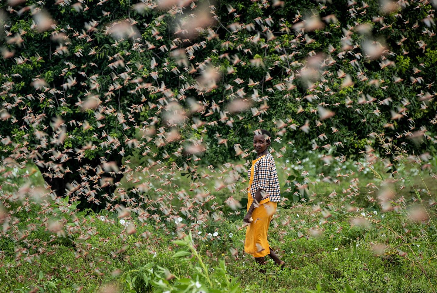2020年1月24日，在肯尼亚基图伊郡Katitika村，一位农民看着以她的农作物为食的成群沙漠蝗虫。（Reuters）