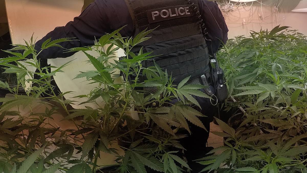 Police finds two long arms and nine mature cannabis plants in ...