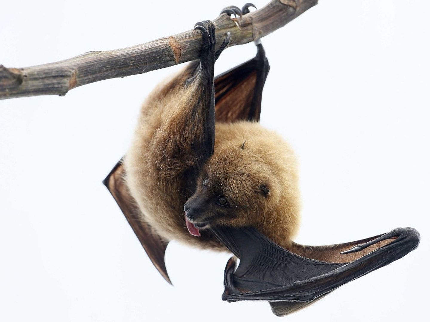 蝙蝠被认为是此次新冠病毒的中间宿主。（Reuters）