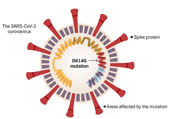 新冠病毒样本出现D614G突变：是否预示疫苗失效？（组图） - 3