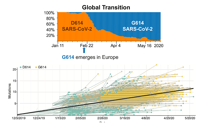 新冠病毒样本出现D614G突变：是否预示疫苗失效？（组图） - 2