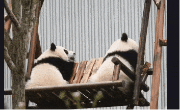旅日20年大熊猫即将回国，日本人不想还了： 崽崽别走！（组图） - 4