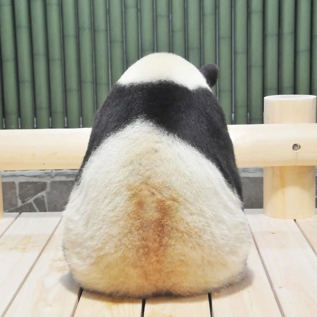 旅日20年大熊猫即将回国，日本人不想还了： 崽崽别走！（组图） - 5