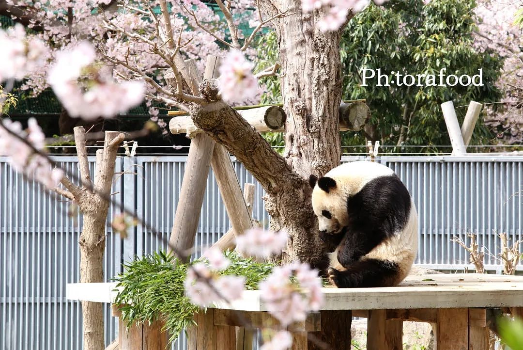 旅日20年大熊猫即将回国，日本人不想还了： 崽崽别走！（组图） - 6