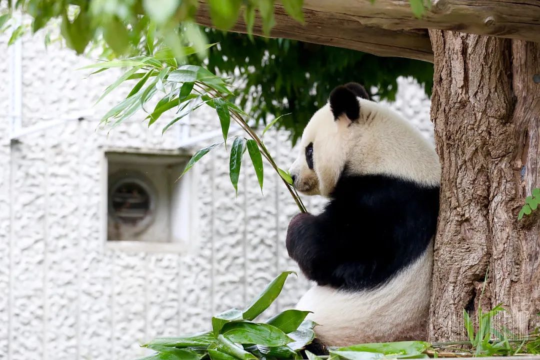 旅日20年大熊猫即将回国，日本人不想还了： 崽崽别走！（组图） - 9