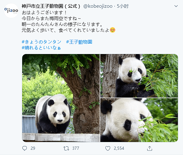 旅日20年大熊猫即将回国，日本人不想还了： 崽崽别走！（组图） - 11