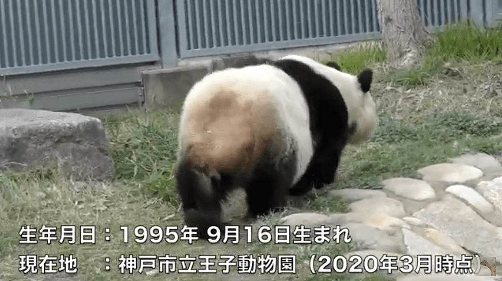 旅日20年大熊猫即将回国，日本人不想还了： 崽崽别走！（组图） - 18