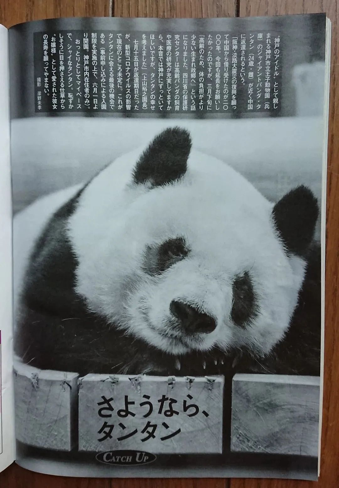旅日20年大熊猫即将回国，日本人不想还了： 崽崽别走！（组图） - 20