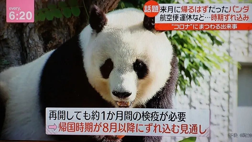 旅日20年大熊猫即将回国，日本人不想还了： 崽崽别走！（组图） - 21