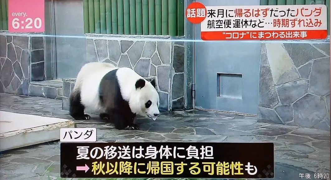 旅日20年大熊猫即将回国，日本人不想还了： 崽崽别走！（组图） - 22