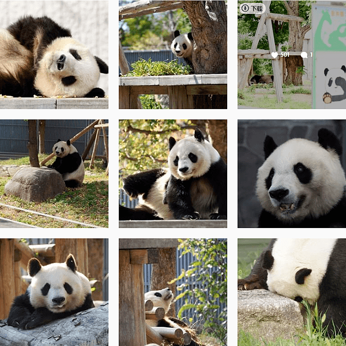 旅日20年大熊猫即将回国，日本人不想还了： 崽崽别走！（组图） - 29