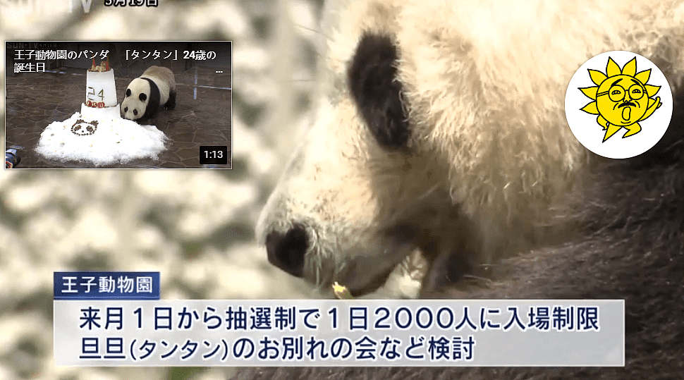 旅日20年大熊猫即将回国，日本人不想还了： 崽崽别走！（组图） - 30