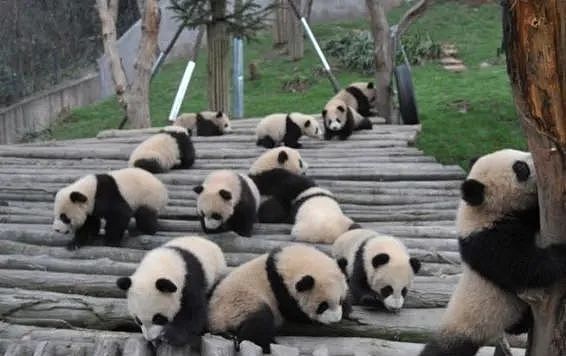 旅日20年大熊猫即将回国，日本人不想还了： 崽崽别走！（组图） - 59
