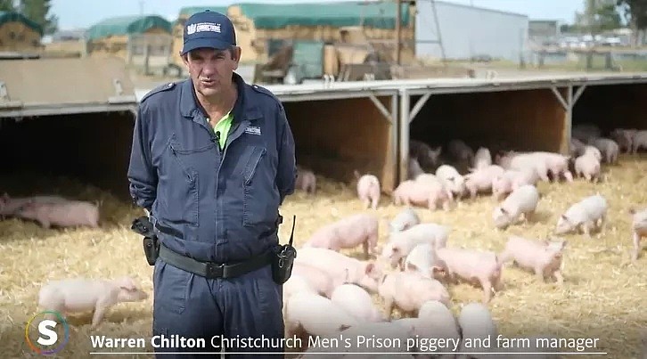新西兰的猪快没人养了！监狱犯人都去帮忙，呼吁更多移民加入（组图） - 20