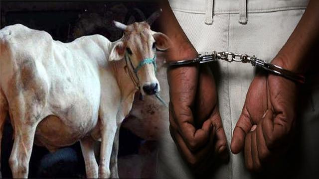 印度一男子涉嫌强奸母牛被逮捕，类似案件今年已发生多起