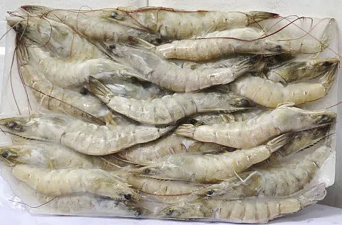 注意！加拿大超市最常见的白虾，在中国被验出新冠病毒，华人非常担心（组图） - 2