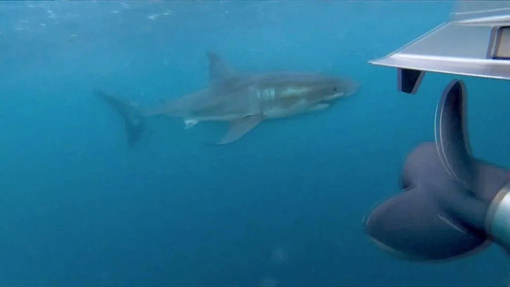 珀斯海域惊险4米大白鲨！渔民拍下大白鲨袭击船只过程 - 3