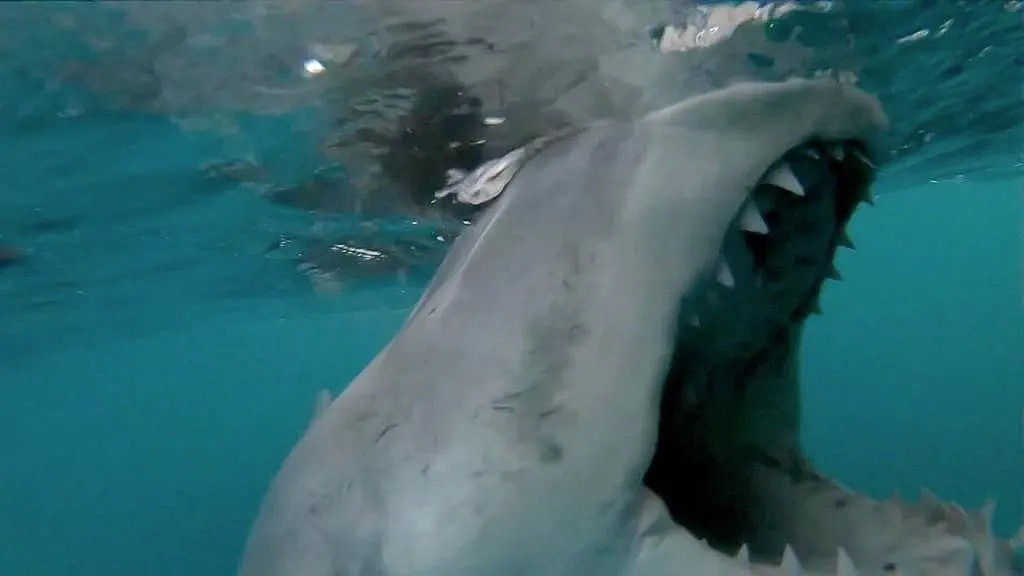 珀斯海域惊险4米大白鲨！渔民拍下大白鲨袭击船只过程 - 2