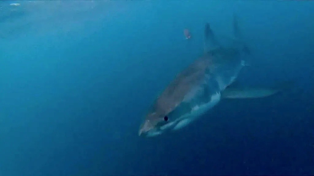 珀斯海域惊险4米大白鲨！渔民拍下大白鲨袭击船只过程 - 4