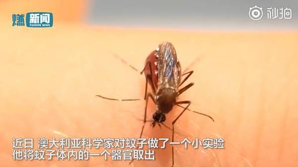 罕见！数只蚊子趴在人体上直接吸血胀死 数百万人目睹看傻