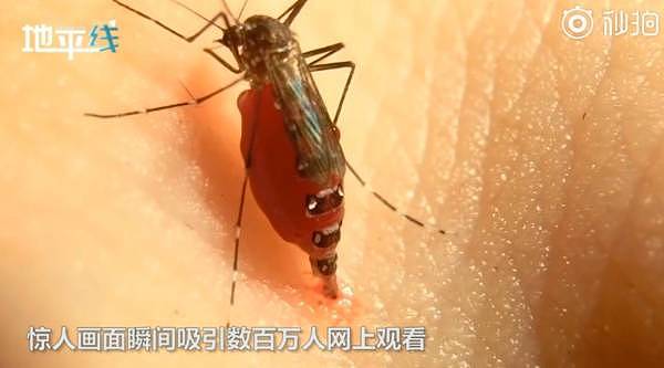 罕见！数只蚊子趴在人体上直接吸血胀死 数百万人目睹看傻