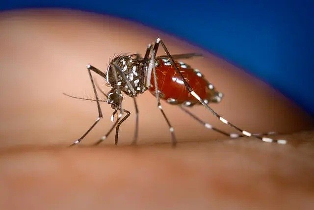 纽约肺炎疫情刚好转 却在蚊子体内检测出携带病毒，致死率达13%！！（图） - 1
