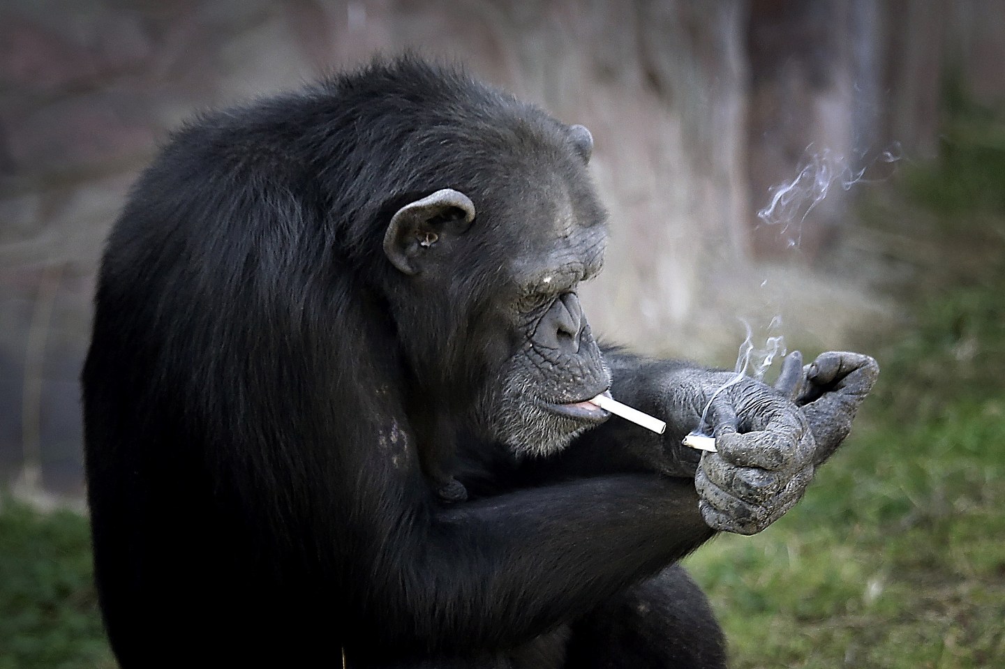 ▲▼阿联酋制烟公司灾抓包与北韩贸易，图为平壤动物园母猩猩抽烟照。（图／达志影像／美联社）